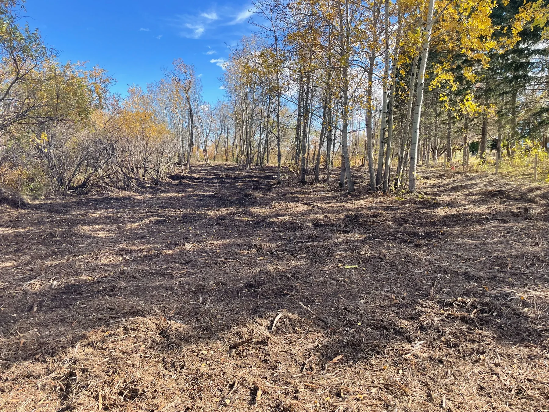 Wooded area showing mulched ground and retained trees