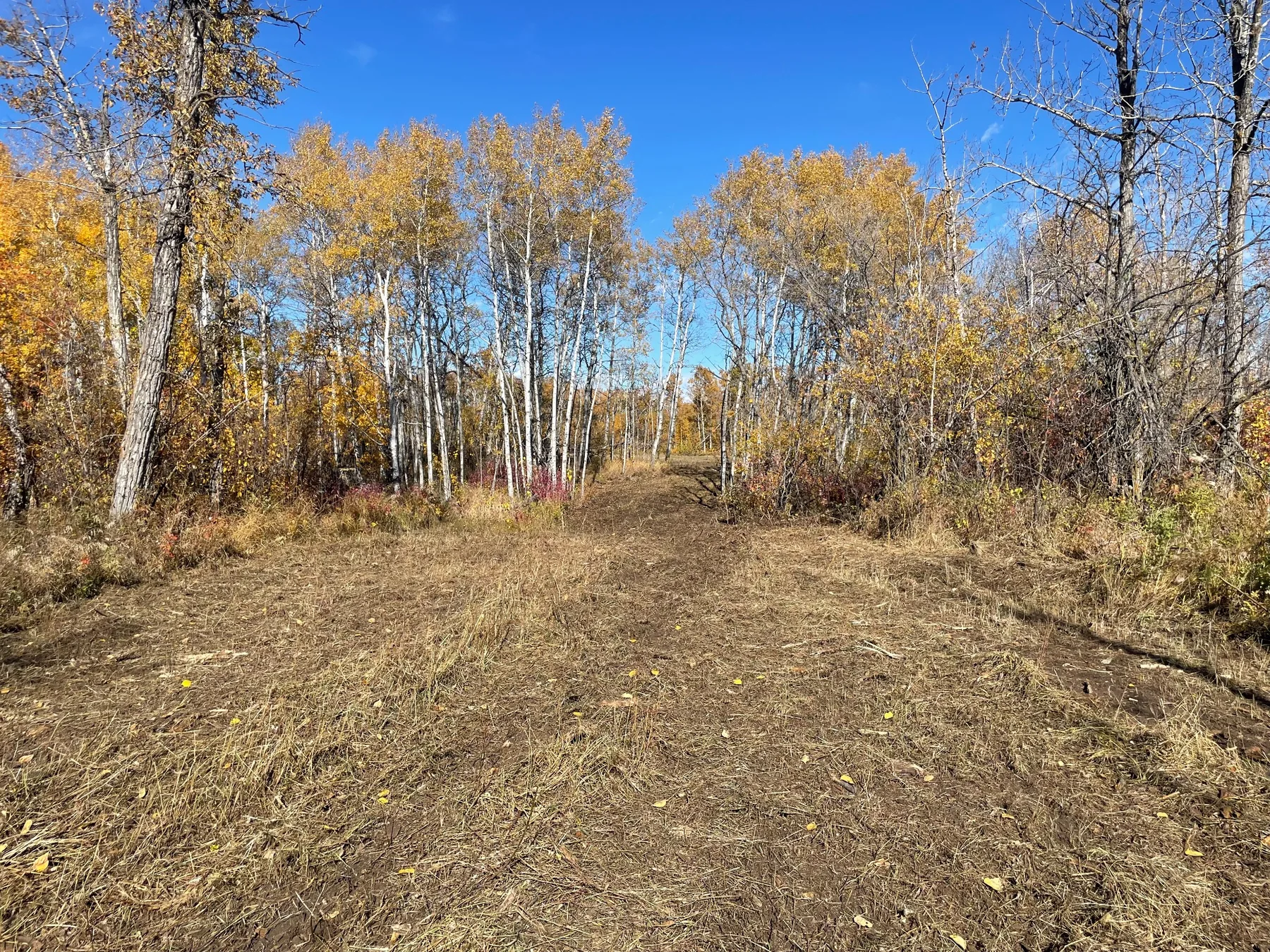 Opened cut-line passage heading between stands of trees
