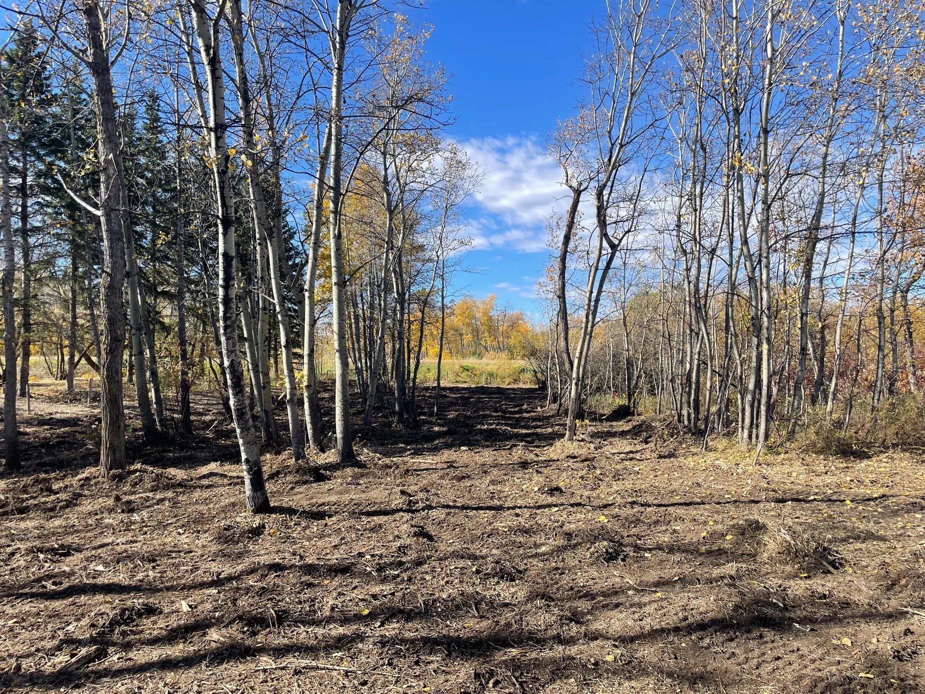 After: opened understory and a passage between standing trees toward an open field