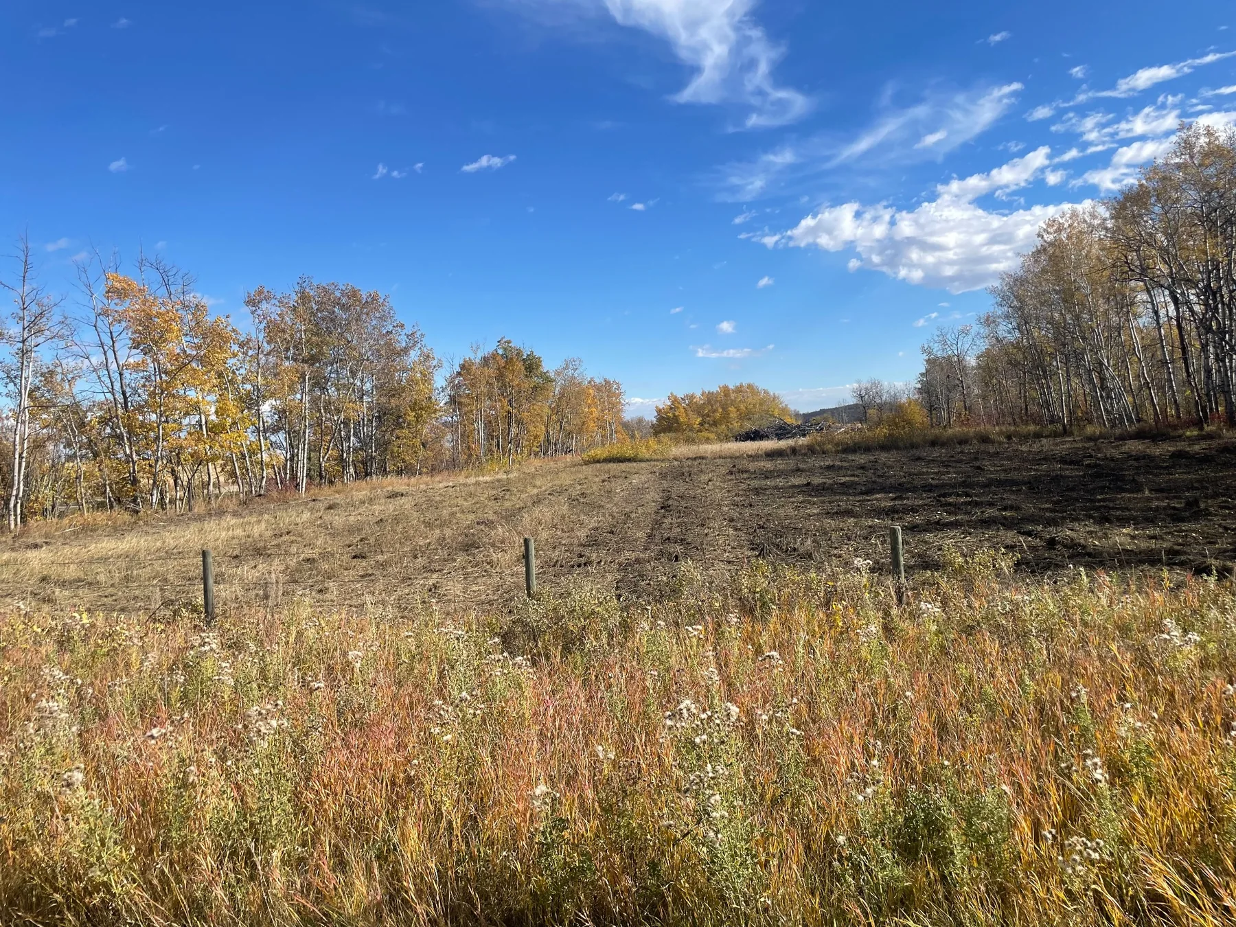 Field and pasture edge after clearing