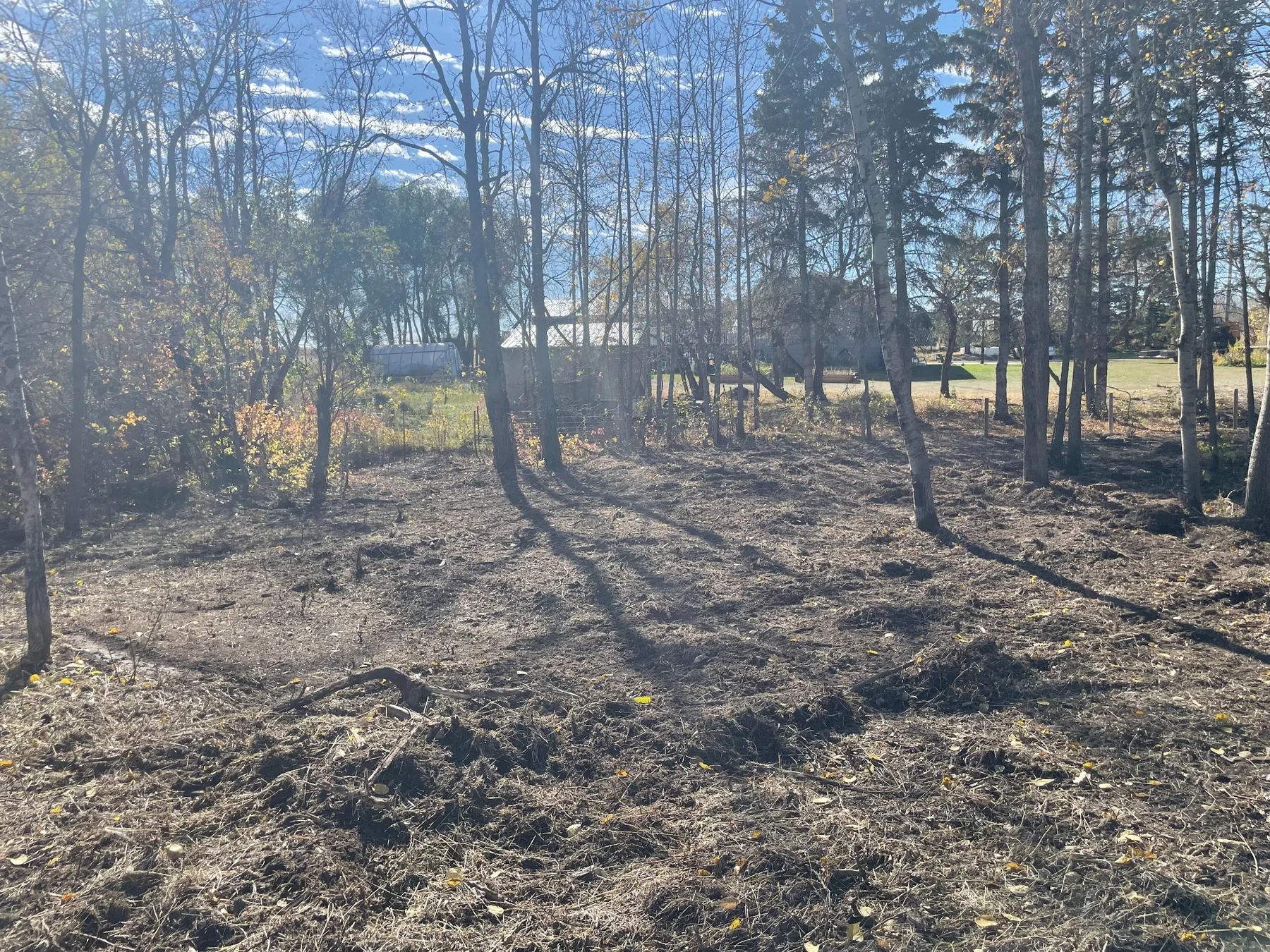 After mulching the undergrowth, looking back toward the residence