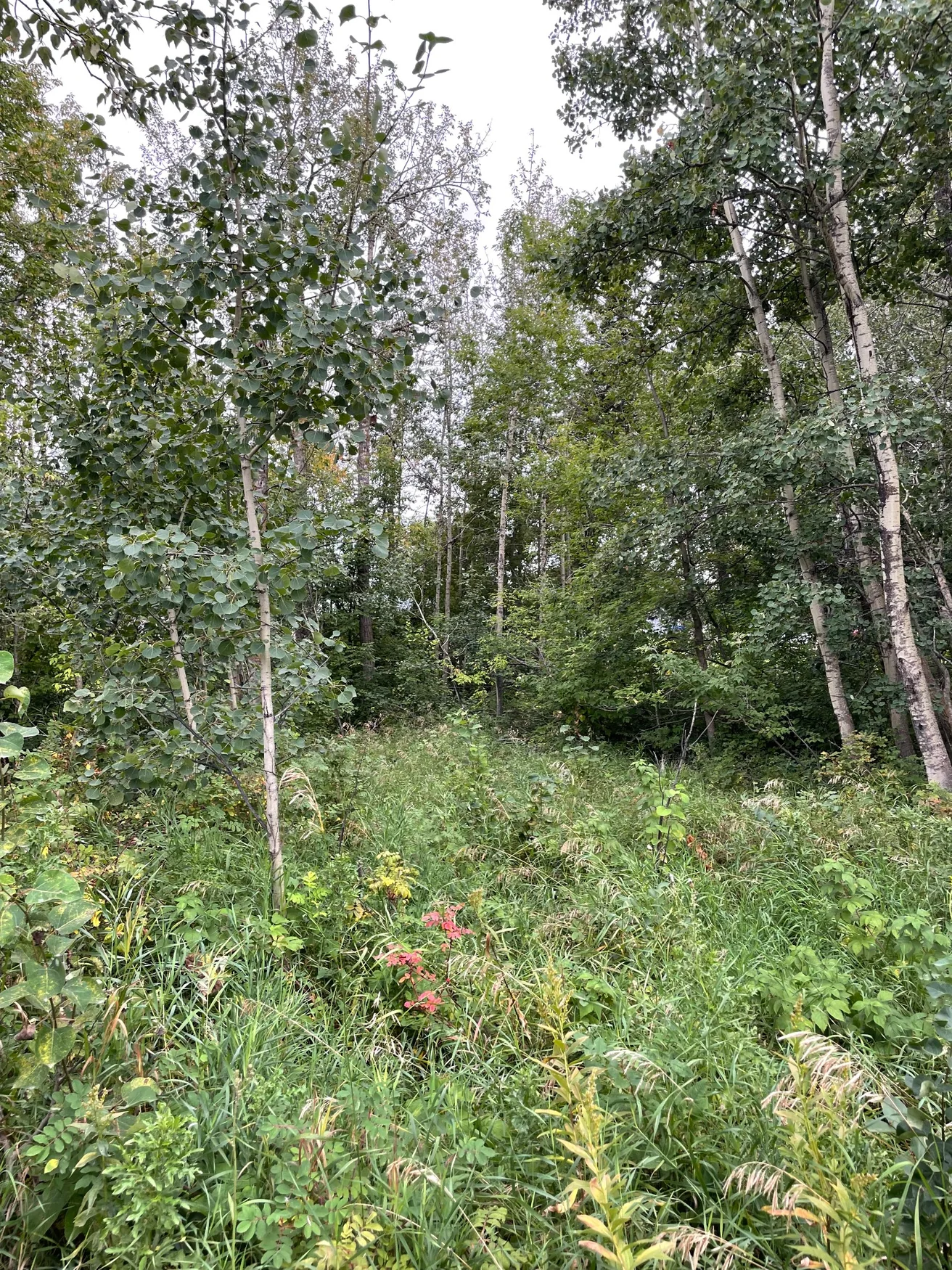 Before: dense green brush and young poplars blocking the view beneath taller trees