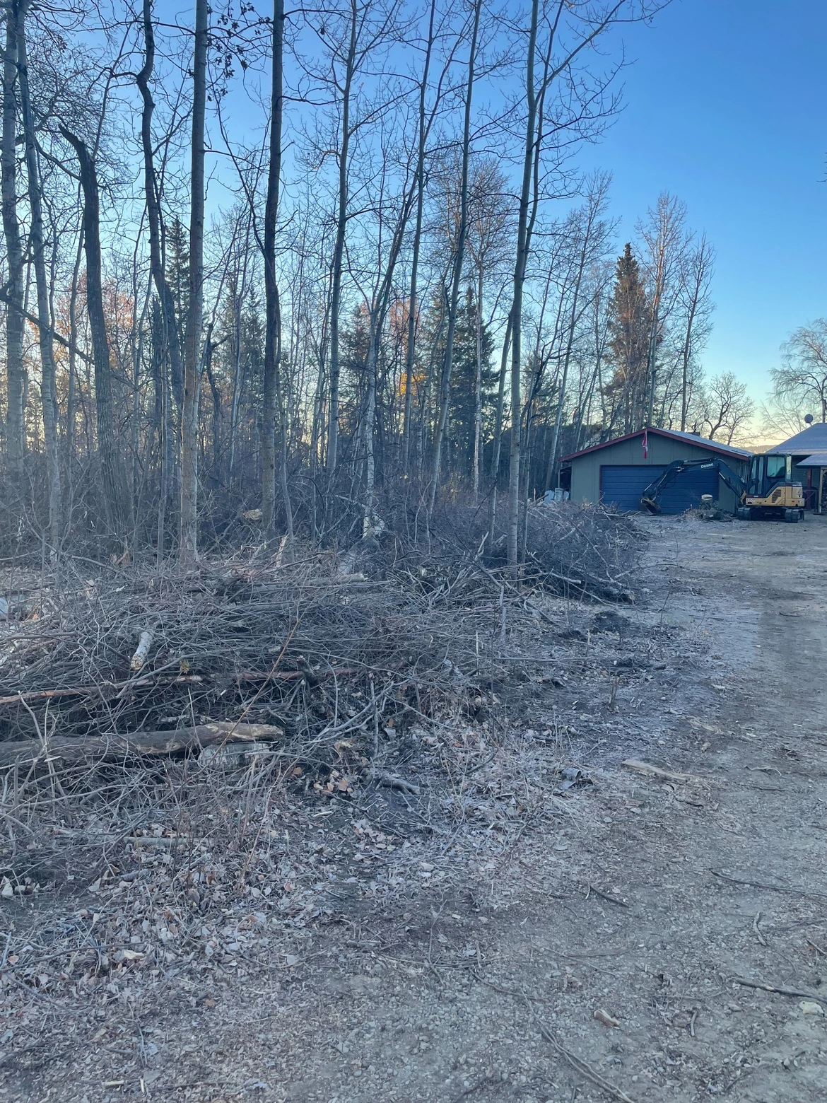 Before: brush and fallen branches beside the driveway leading toward the garage
